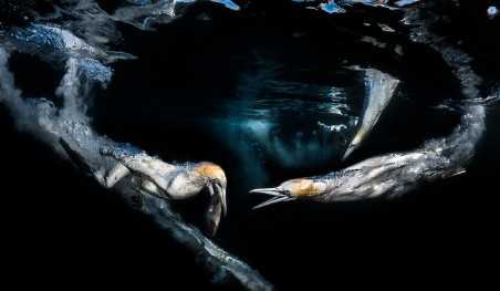 צוללים קולנוע